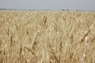 Kuzey Arjantin 'deki altın buğday tarlaları