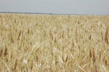 Kuzey Arjantin 'deki altın buğday tarlaları
