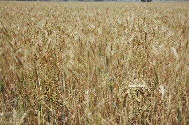 Kuzey Arjantin 'deki altın buğday tarlaları