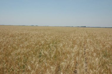 Kuzey Arjantin 'deki altın buğday tarlaları