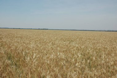 Kuzey Arjantin 'deki altın buğday tarlaları
