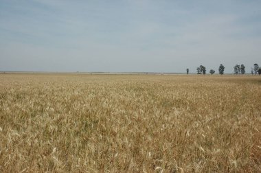 Kuzey Arjantin 'deki altın buğday tarlaları