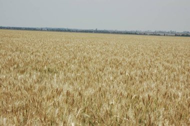 Kuzey Arjantin 'deki altın buğday tarlaları