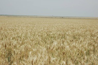 Kuzey Arjantin 'deki altın buğday tarlaları