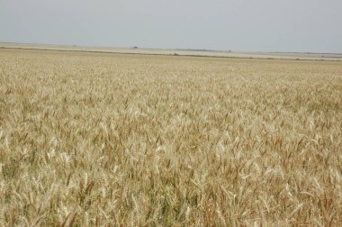 Kuzey Arjantin 'deki altın buğday tarlaları