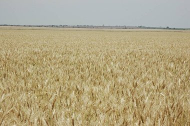 Kuzey Arjantin 'deki altın buğday tarlaları
