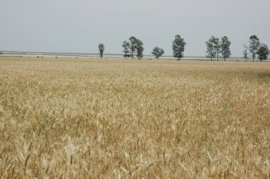 Kuzey Arjantin 'deki altın buğday tarlaları