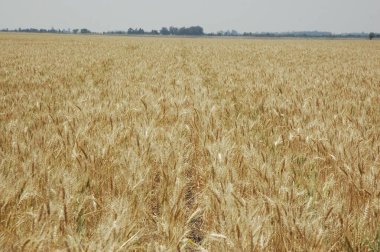 Kuzey Arjantin 'deki altın buğday tarlaları