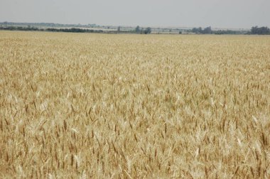 Kuzey Arjantin 'deki altın buğday tarlaları