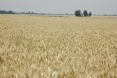 Kuzey Arjantin 'deki altın buğday tarlaları