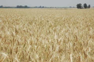 Kuzey Arjantin 'deki altın buğday tarlaları