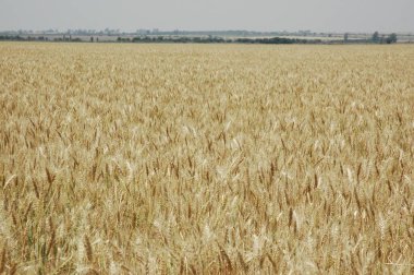 Kuzey Arjantin 'deki altın buğday tarlaları