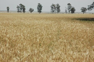 Kuzey Arjantin 'deki altın buğday tarlaları