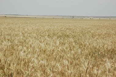 Kuzey Arjantin 'deki altın buğday tarlaları