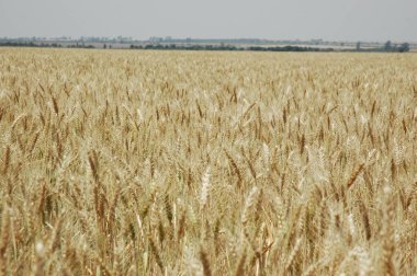 Kuzey Arjantin 'deki altın buğday tarlaları
