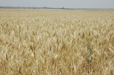 Kuzey Arjantin 'deki altın buğday tarlaları