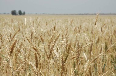 Kuzey Arjantin 'deki altın buğday tarlaları