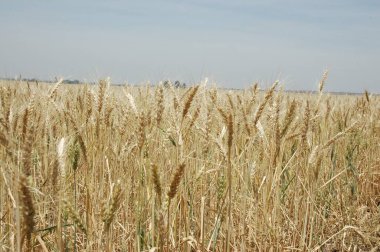 Kuzey Arjantin 'deki altın buğday tarlaları