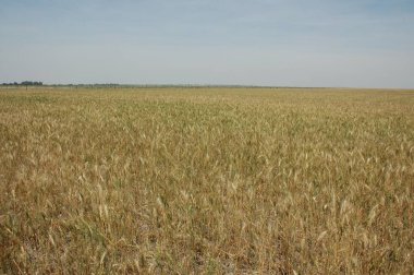 Kuzey Arjantin 'deki altın buğday tarlaları