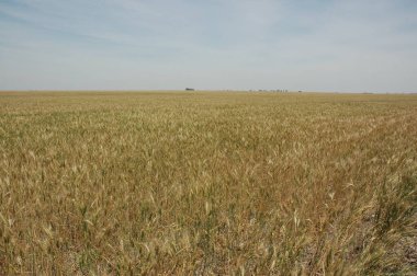 Kuzey Arjantin 'deki altın buğday tarlaları