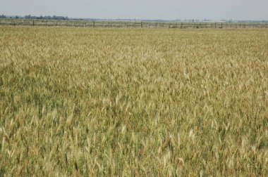 Kuzey Arjantin 'deki altın buğday tarlaları