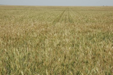 Kuzey Arjantin 'deki altın buğday tarlaları