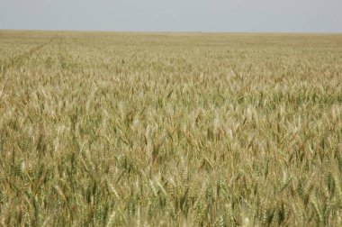 Kuzey Arjantin 'deki altın buğday tarlaları