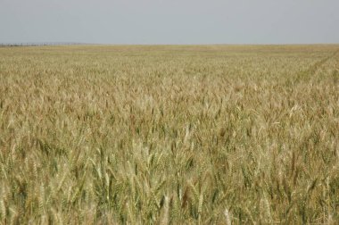 Kuzey Arjantin 'deki altın buğday tarlaları