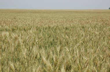 Kuzey Arjantin 'deki altın buğday tarlaları