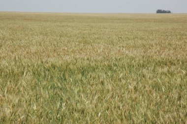 Kuzey Arjantin 'deki altın buğday tarlaları