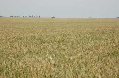 Kuzey Arjantin 'deki altın buğday tarlaları