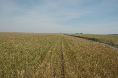 Kuzey Arjantin 'deki altın buğday tarlaları