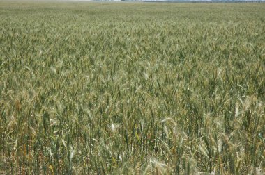 Kuzey Arjantin 'deki altın buğday tarlaları