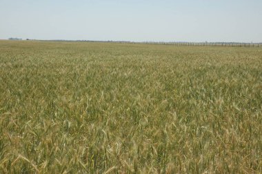 Kuzey Arjantin 'deki altın buğday tarlaları