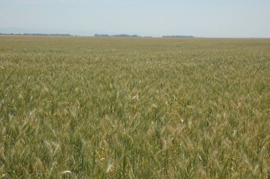 Kuzey Arjantin 'deki altın buğday tarlaları