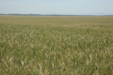 Kuzey Arjantin 'deki altın buğday tarlaları