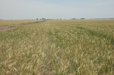 Kuzey Arjantin 'deki altın buğday tarlaları