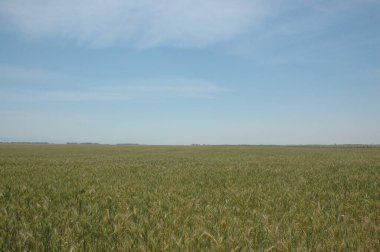 Kuzey Arjantin 'deki altın buğday tarlaları