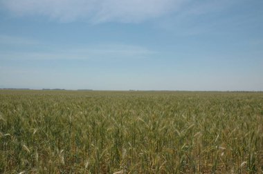 Kuzey Arjantin 'deki altın buğday tarlaları
