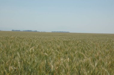 Kuzey Arjantin 'deki altın buğday tarlaları