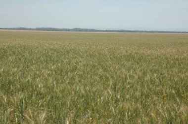 Kuzey Arjantin 'deki altın buğday tarlaları
