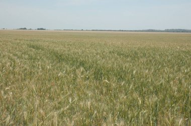 Kuzey Arjantin 'deki altın buğday tarlaları