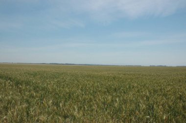 Kuzey Arjantin 'deki altın buğday tarlaları