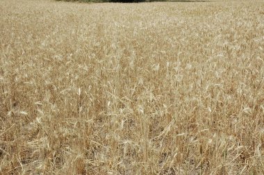 Kuzey Arjantin 'deki altın buğday tarlaları