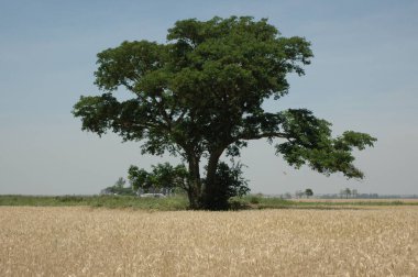 Kuzey Arjantin 'deki altın buğday tarlaları