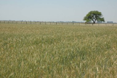 Kuzey Arjantin 'deki altın buğday tarlaları