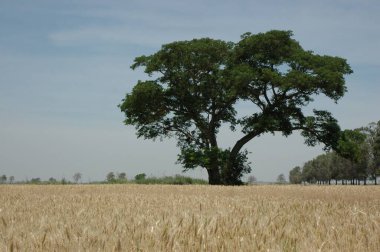 Kuzey Arjantin 'deki altın buğday tarlaları