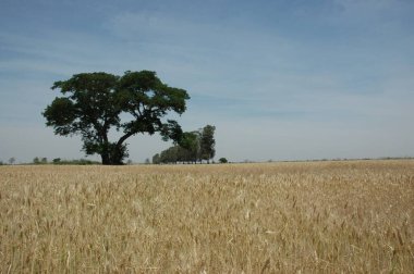 Kuzey Arjantin 'deki altın buğday tarlaları