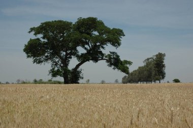Kuzey Arjantin 'deki altın buğday tarlaları