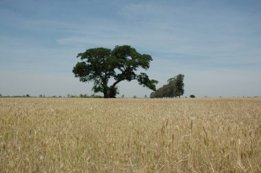 Kuzey Arjantin 'deki altın buğday tarlaları